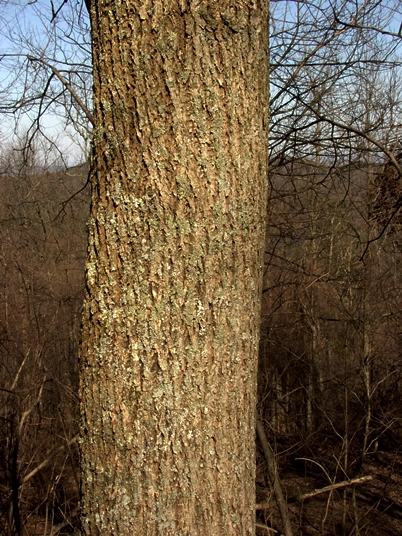 {Tilia heterophylla}